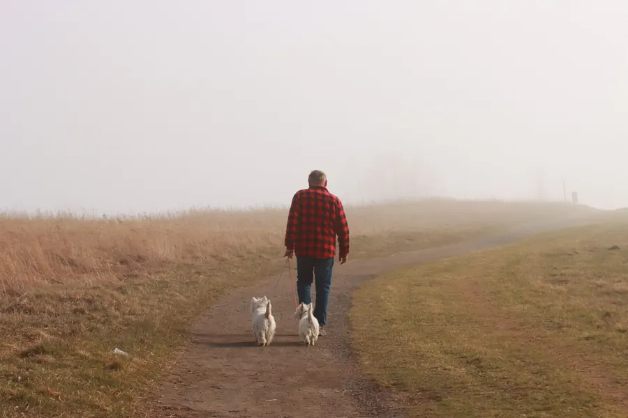 Man walking two dogs along a foggy country path
